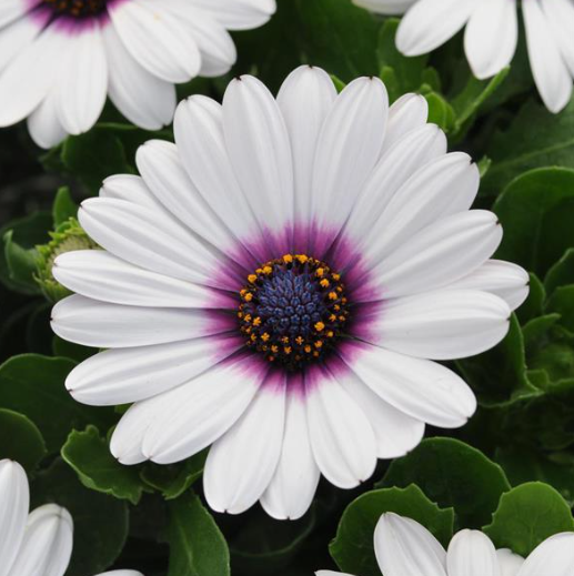 Osteospermum White with Purple Eye