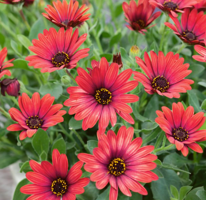 Osteospermum Zion Red
