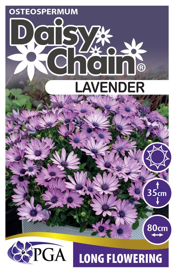 Osteospermum ‘Lavender DAISY CHAIN™’