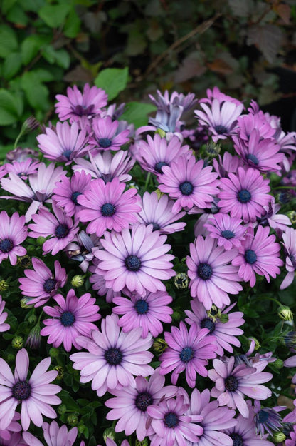 Osteospermum ‘Lavender DAISY CHAIN™’