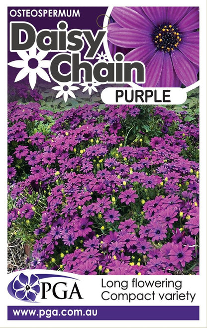 Osteospermum ‘Purple DAISY CHAIN™’