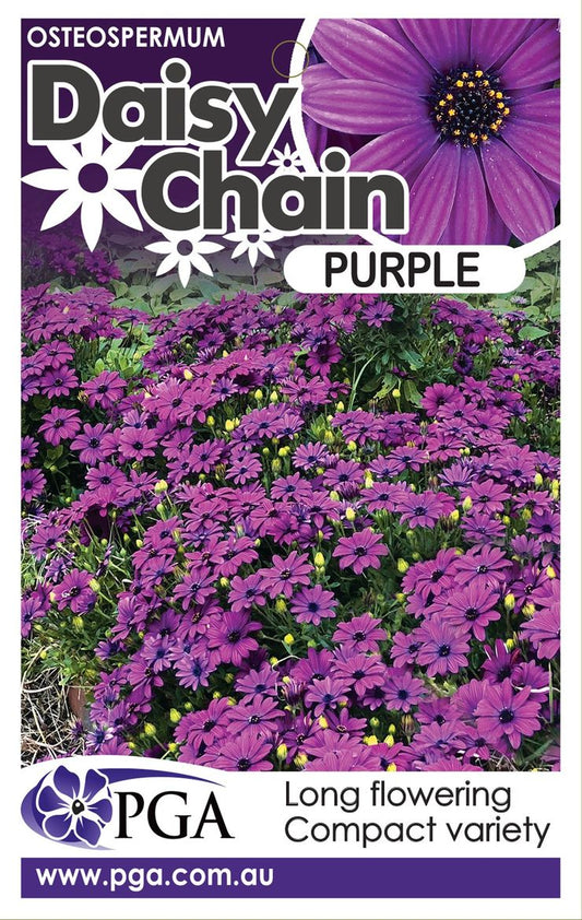 Osteospermum ‘Purple DAISY CHAIN™’
