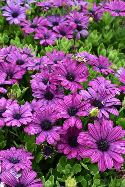 Osteospermum ‘Purple DAISY CHAIN™’