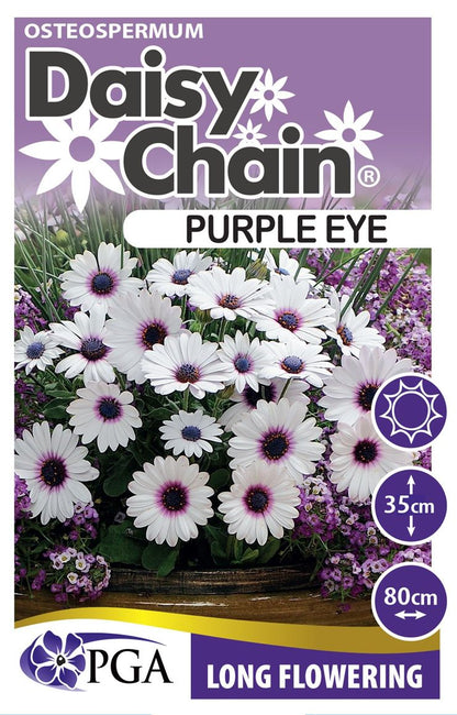 Osteospermum ‘Purple Eye DAISY CHAIN™’