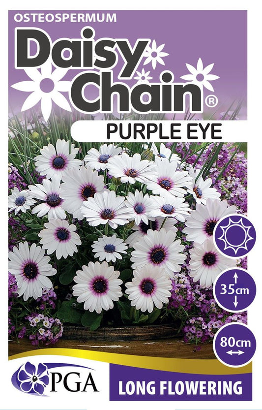 Osteospermum ‘Purple Eye DAISY CHAIN™’