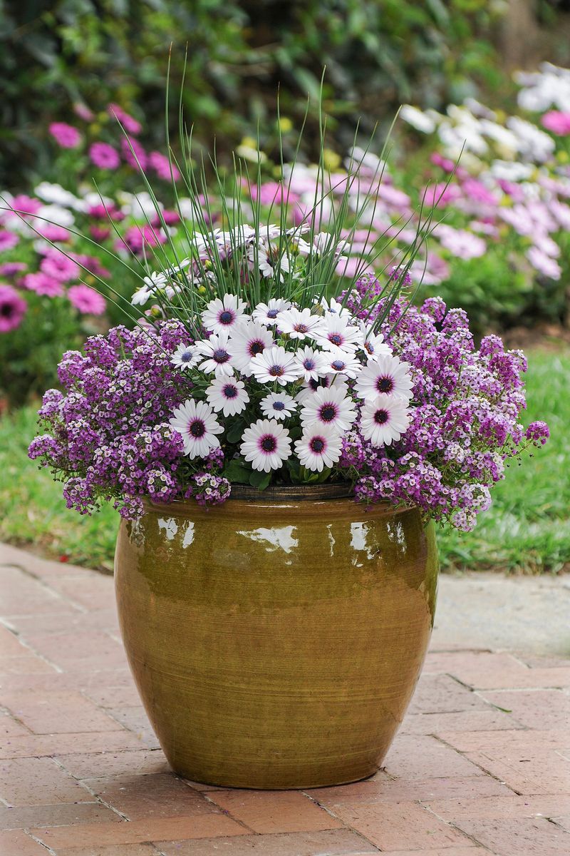 Osteospermum ‘Purple Eye DAISY CHAIN™’