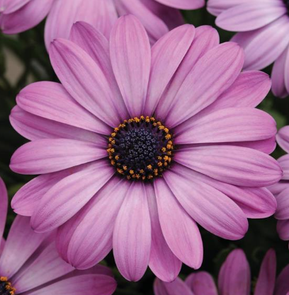 Osteospermum ecklonis Akila Lavender Shades
