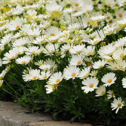 Osteospermum ecklonis White Lightning