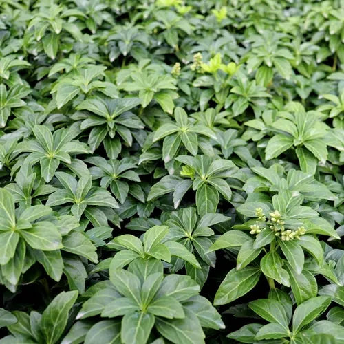 the plant broker
