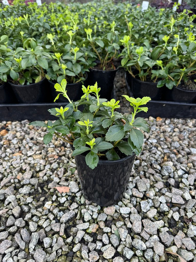 Pachysandra terminalis