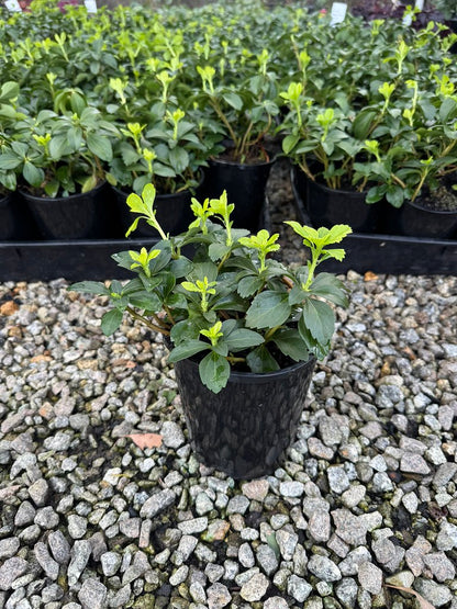 Pachysandra terminalis