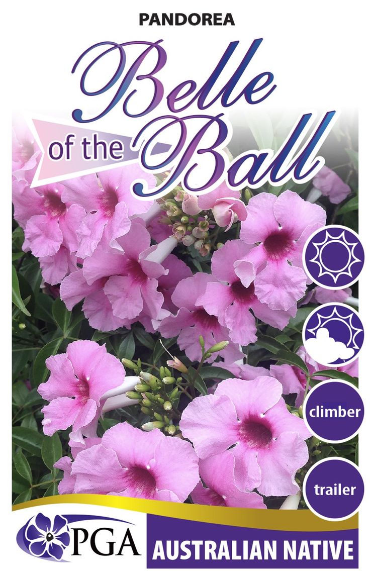 Pandorea ‘Belle of the Ball’