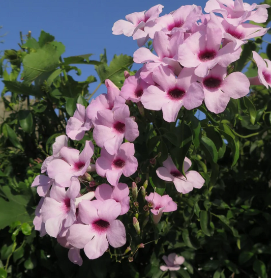 Pandorea jasminoides Bower of Beauty
