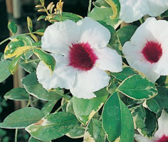 Pandorea jasminoides Charisma