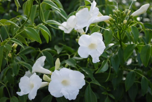 Pandorea jasminoides Lady Di
