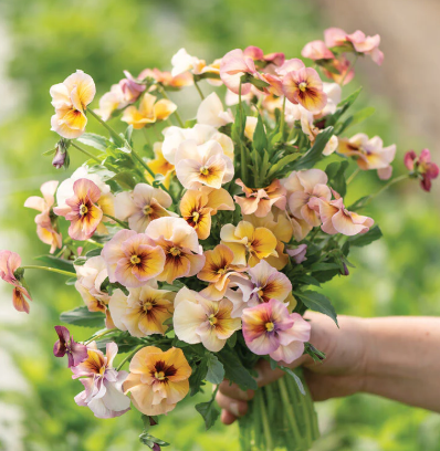 Pansy Antique Shades