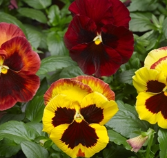 Pansy Copperfield