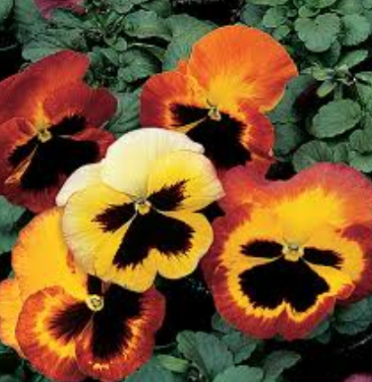 Pansy Fire