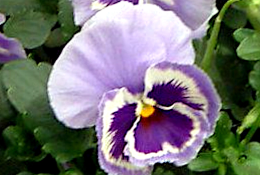 Pansy Maxim Marina