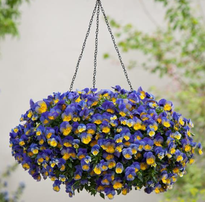 Pansy Morpho