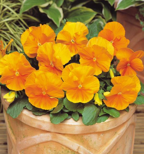 Pansy Orange