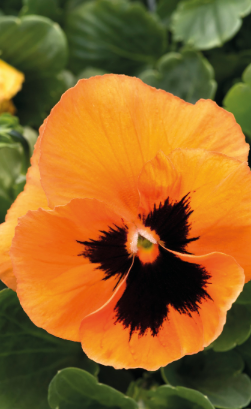 Pansy Orange Blotch