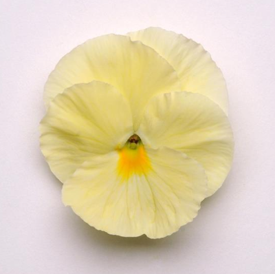 Pansy Primrose