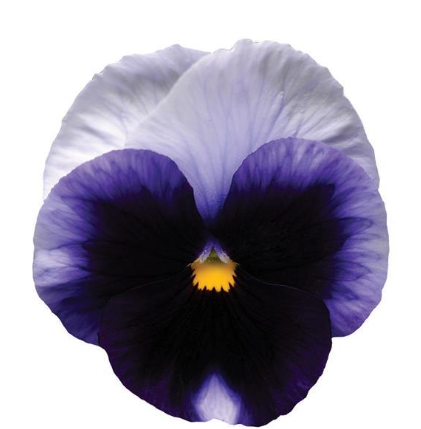 Pansy spp. Beaconsfield
