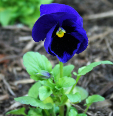 Pansy spp. Black and Blue