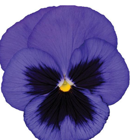 Pansy spp. Blue with Blotch