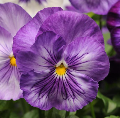 Pansy spp. Lavender Shades