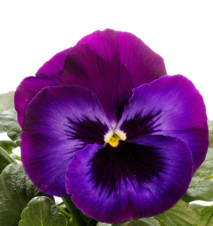 Pansy spp. Neon Violet