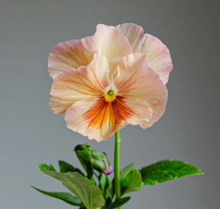Pansy spp. Peach Shades