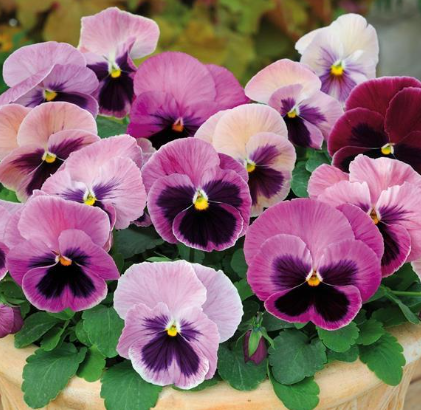 Pansy spp. Pink Shades