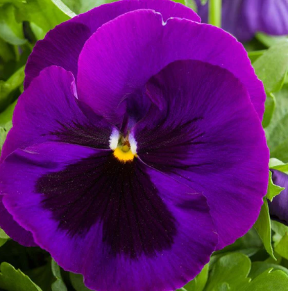 Pansy spp. Purple Maxi