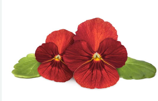 Pansy spp. Red