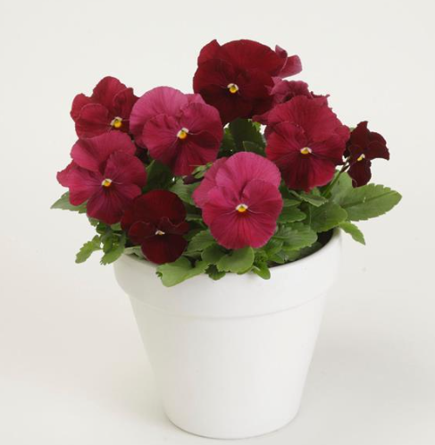 Pansy spp. Rose