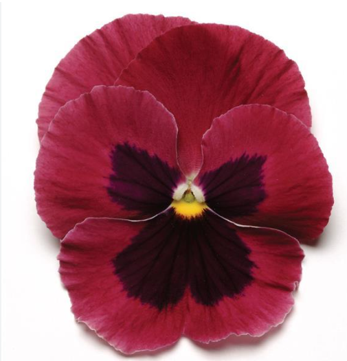 Pansy spp. Rose Blotch