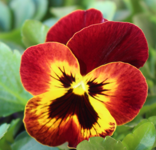 Pansy spp. Trailing Fire