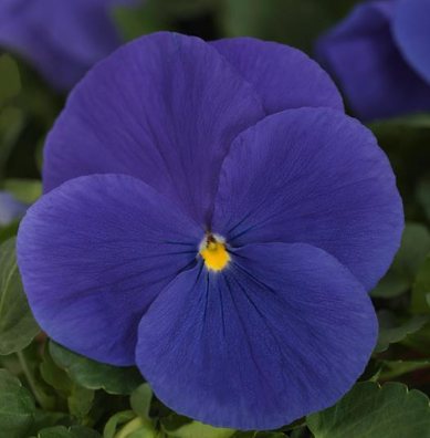 Pansy spp. True Blue