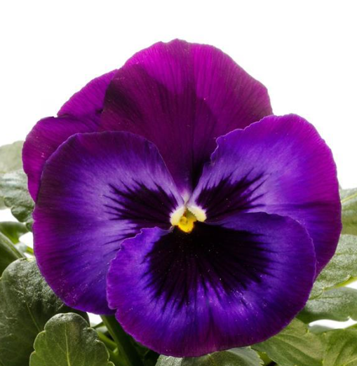 Pansy spp. Violet