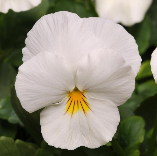 Pansy spp. White