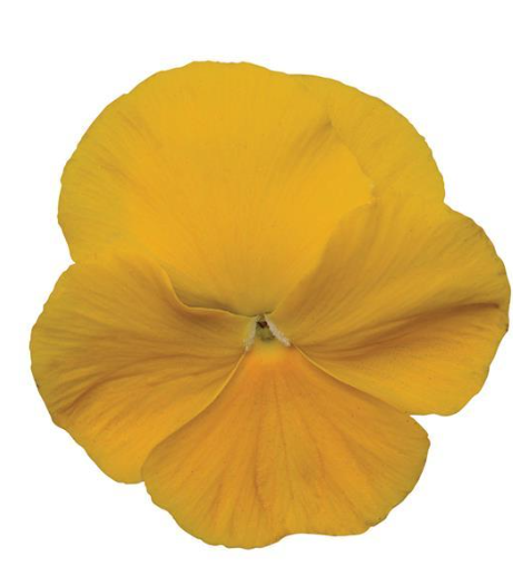 Pansy spp. Yellow