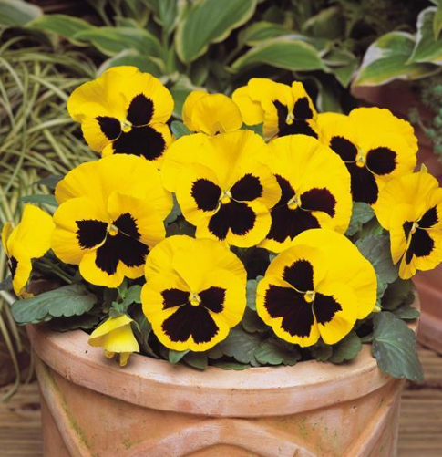 Pansy spp. Yellow with Blotch