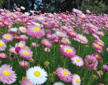 Paper Daisy