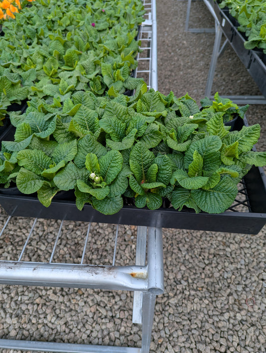Primula acaulis Paradise Mix