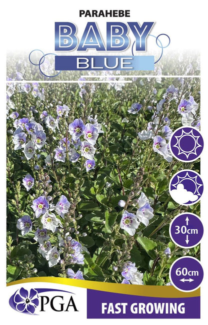 Parahebe ‘Baby Blue’