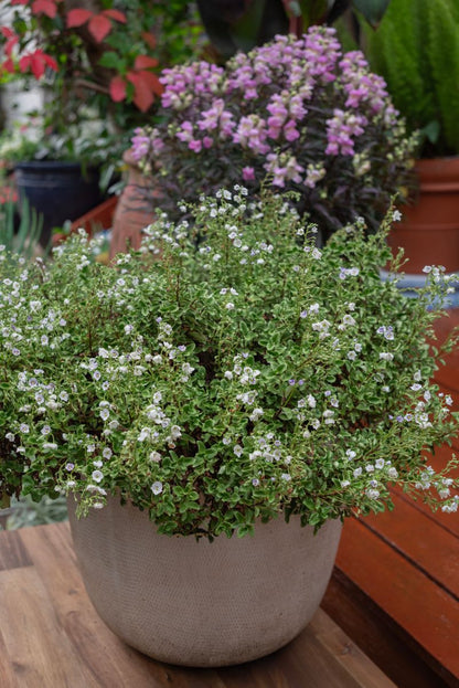 Parahebe ‘Baby Blue’