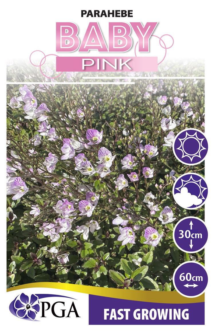Parahebe ‘Baby Pink’