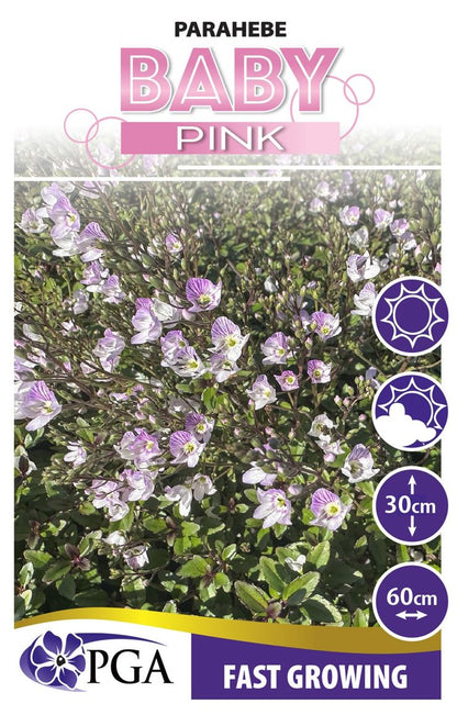 Parahebe ‘Baby Pink’